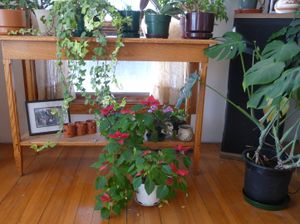 Stocking up, planning and homestead happenings - indoor flowers