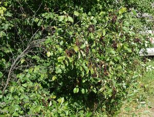 Garden planning - choke cherry