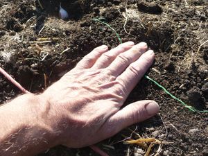 Growing garlic by planting garlic in fall and determining clove spacing