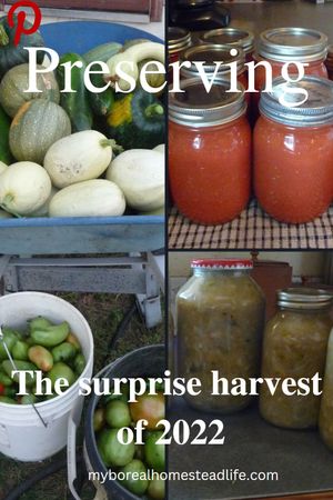 Canning tomatoes, Preserving the harvest, cabbage harvest