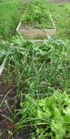 Growing garlic by planting garlic in fall