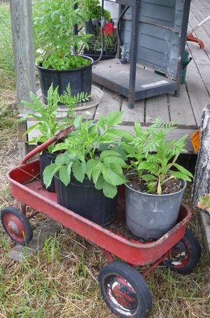 Container gardening - flowers