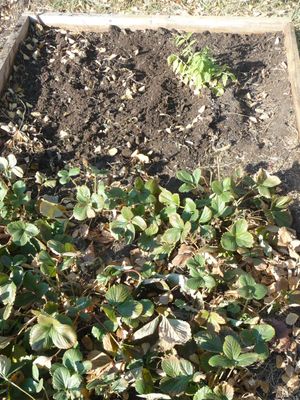 Growing garlic - raised bed garlic planting