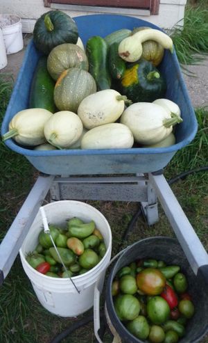 Stocking up, planning and homestead happenings - garden produce
