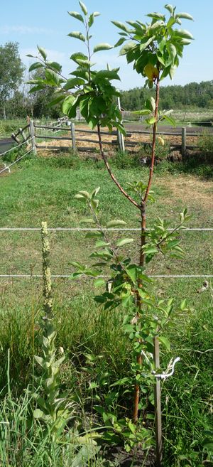 Converting an apple tree orchard - Gemini Apple
