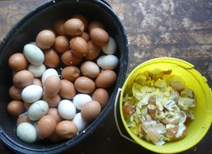 Photo of boiled cracked eggs in a roaster and pail