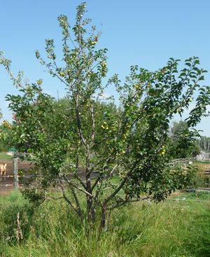Converting an apple tree orchard - kerr crabapple