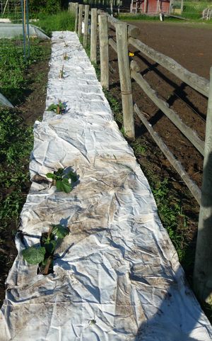 Purslane weed control via DIY woven weed fabric