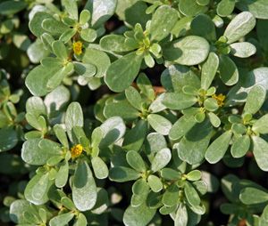 Common Purslane - picture by University of Wisconsin