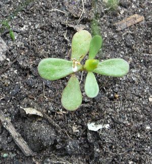 Common purslane weed seedling