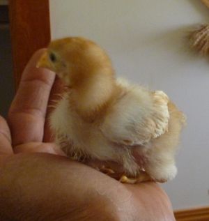 incubating chicken eggs - lone chick at 1 week