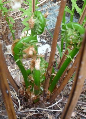 Photo of fiddle heads partially opened as an edible wild green