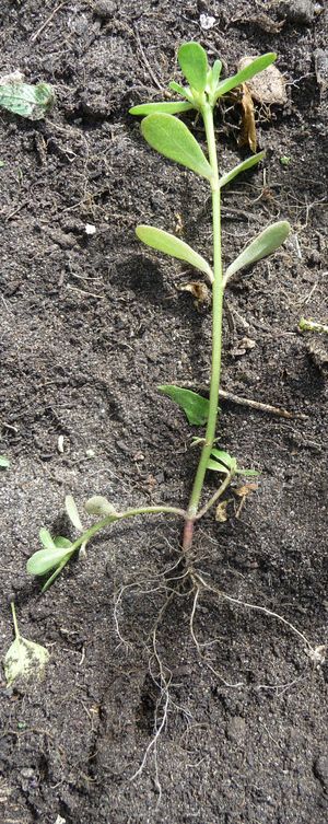 Purslane weed branching