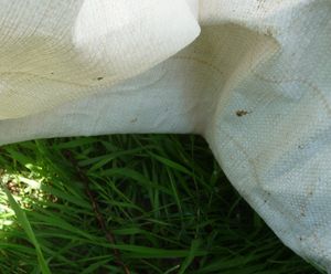 Woven landscape fabric - inside surface water test