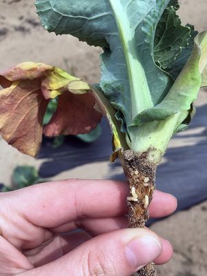 University of Minnesota photo of cabbage root maggot 