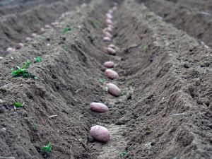 Gardening Know How photo of potatoes in a trench
