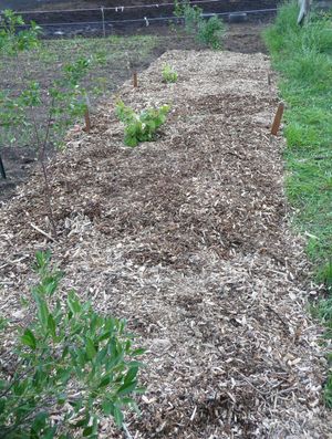 back to eden gardening - finished bed