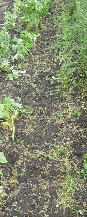 Garden planning - carrots