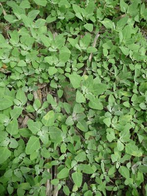 Permaculture design covering the soil with lambs quarter weeds