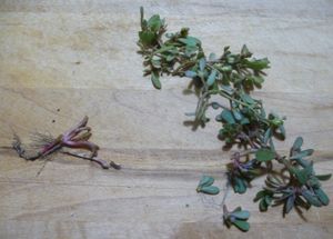 Fermenting cabbage and other vegetables - common purslane