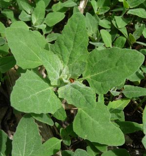 Photo of edible wild green lambs quarter