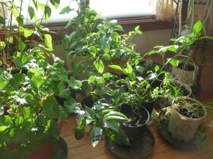 Stocking up, planning and homestead happenings - indoor garden