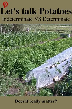 The Potato - indeterminate vs determinate - Pinterest link