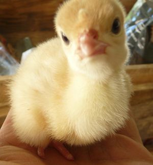 Incubation for self sufficient homestead cornish cross chick