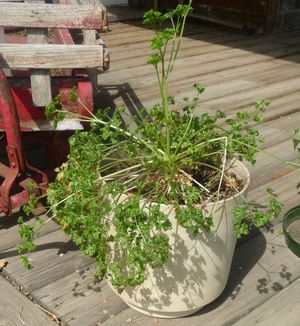 Photo of a Parsley plant in a pot with a wagon