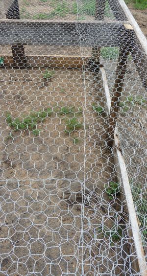 Wires sewed together on pastured poultry chicken tractor