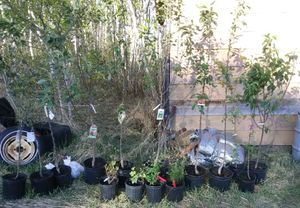 Planting an orchard - apple tree varieties and berry bushes waiting for planting