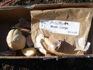 Growing garlic - Music garlic variety