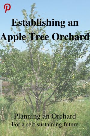 Establishing an apple tree orchard - Pinterest link