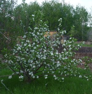 establishing an orchard - apple trees in 2016 in bloom