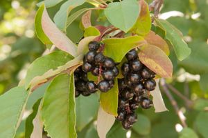 Nature's Medicinal - Chokecherry (Prunus Virginiana)
