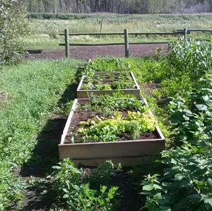 photo of wooden raised bed with plants