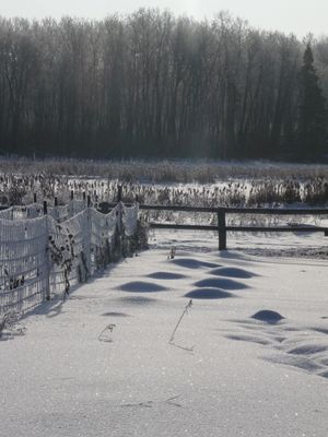 Stocking up, planning and homestead happenings - gardening with hoar frost