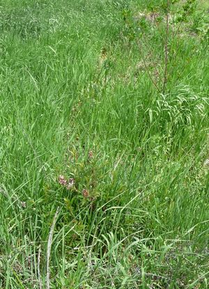 Permaculture design with grasses for cover crop