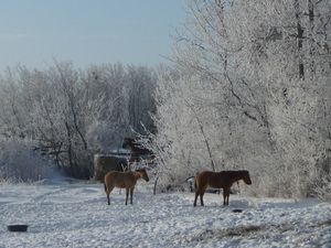 Stocking up, planning and homestead happenings - colts resting in the sun