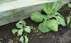 Garden planning - brassicas under floating row cover tunnel
