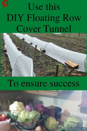 cabbage root maggot organic control and cabbage moth control with DIY Floating Row cover tunnel