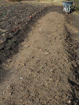 Growing garlic - spreading chicken manure after planting garlic in fall