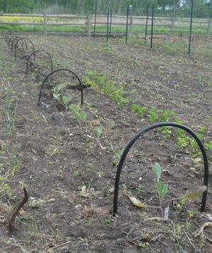 DIY Floating row cover tunnel - finished hoops