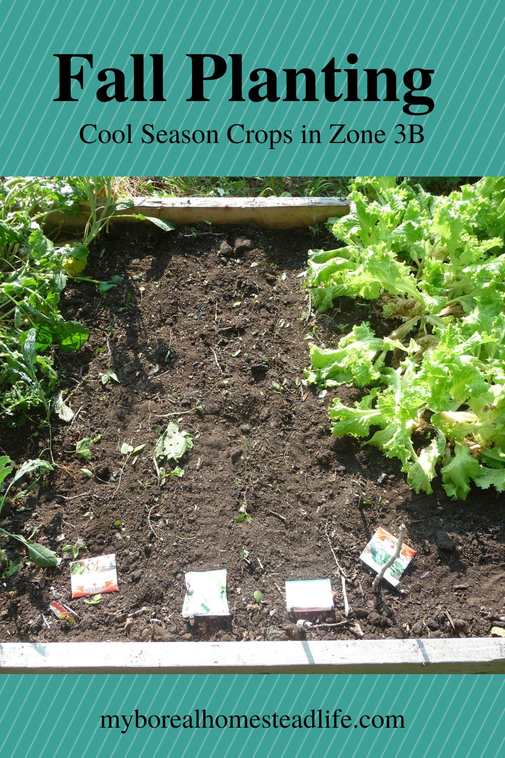 Fall planting of cool weather crops for fall gardening in Zone 3b