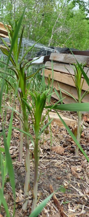 Photo of fireweed edible wild green 