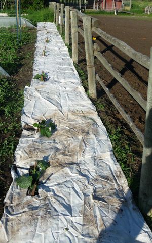 Woven Landscape fabric - finished squash row