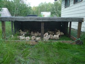 My why - raising pastured poultry broilers is part of homesteading life
