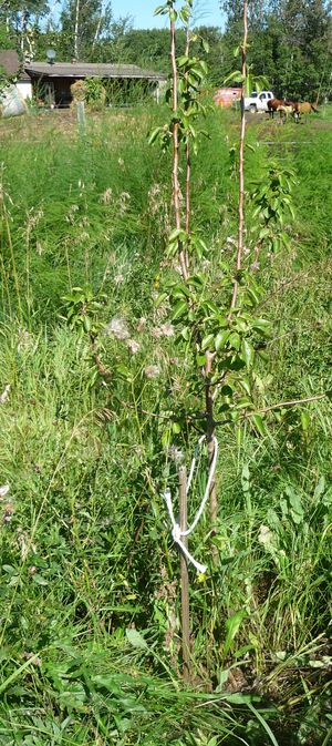 Converting an apple orchard - early Gold