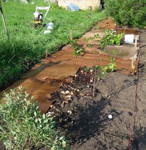 Back to eden garden - cardboard laid out and watered well