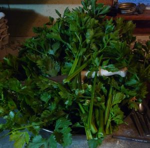 canning tomatoes - freezing celery - celery harvest